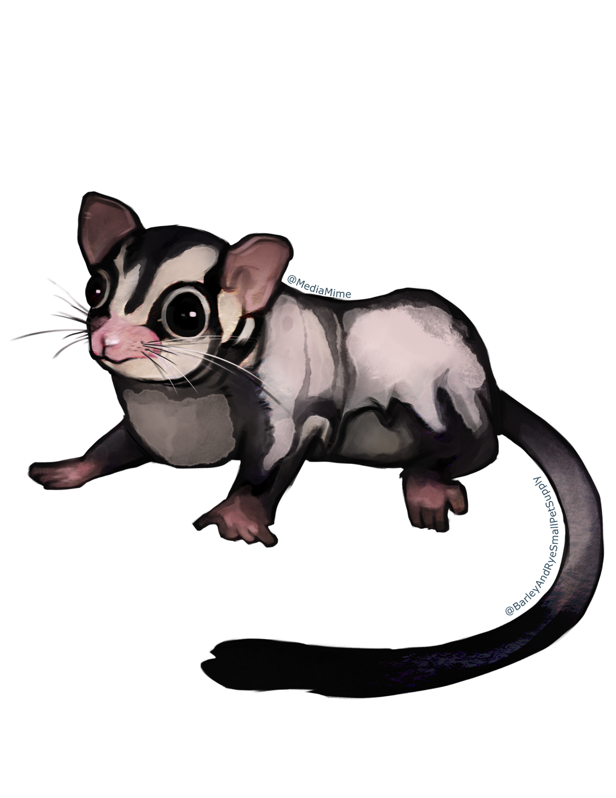 Sugar Glider