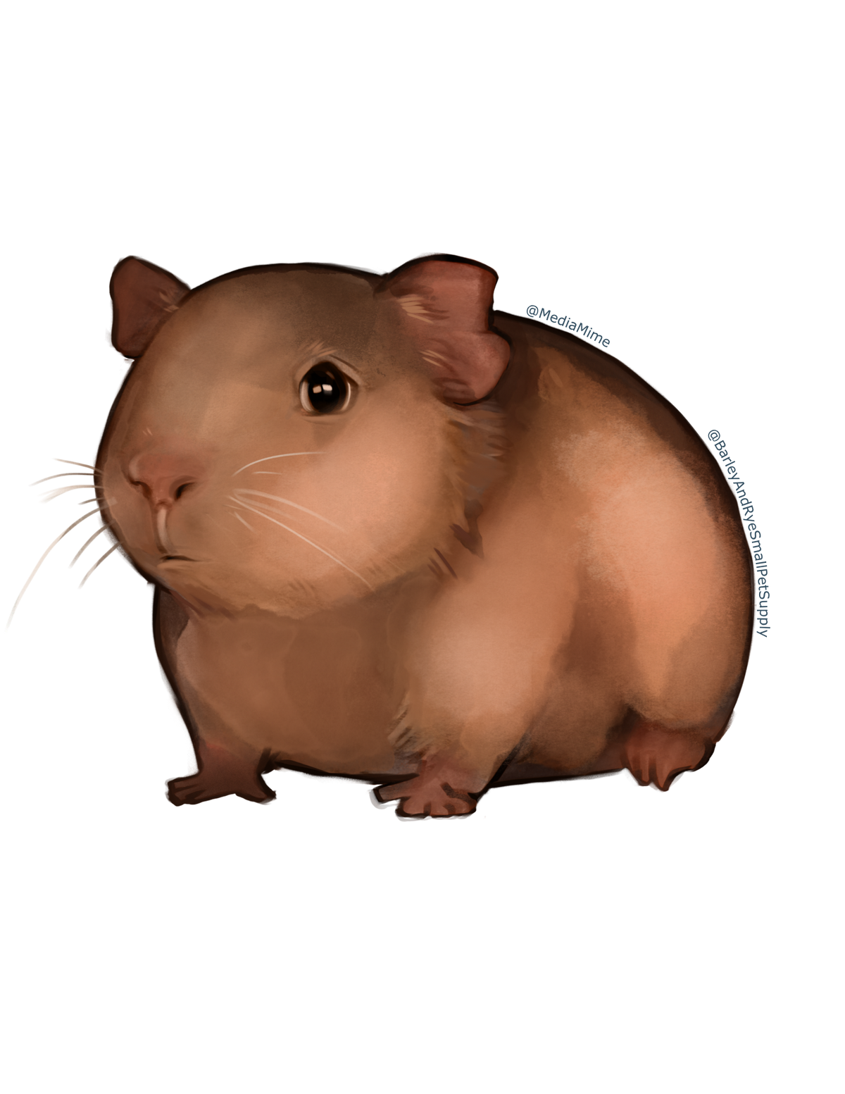 Guinea Pig