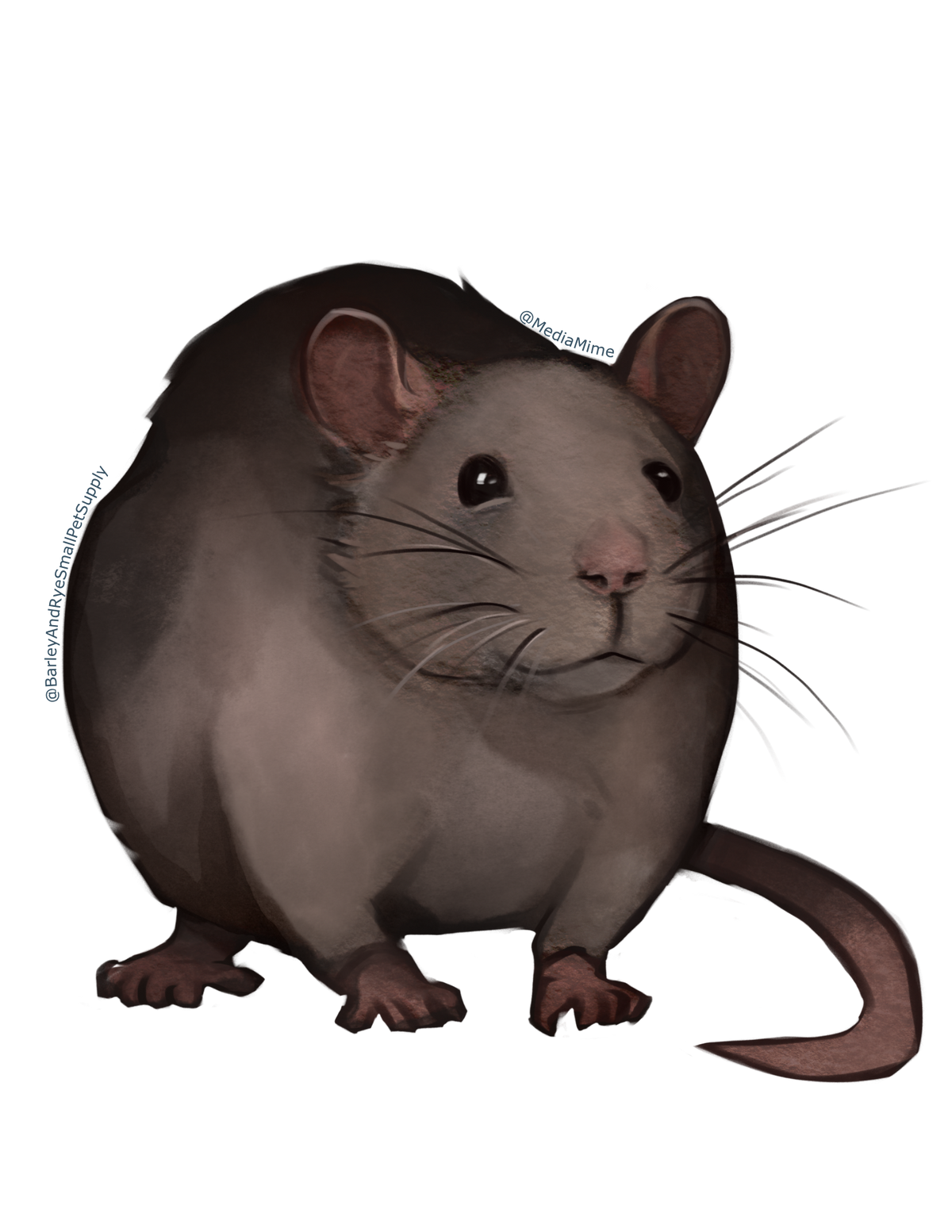 Rat