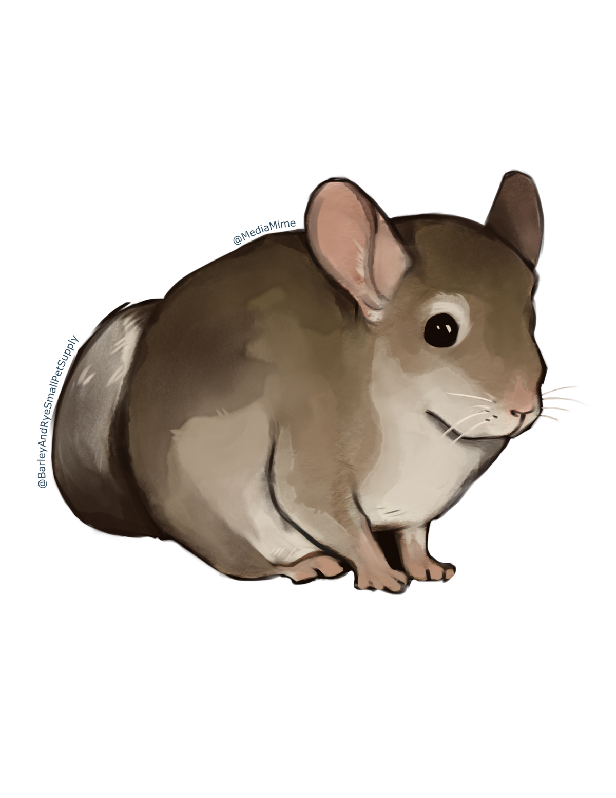 Chinchilla