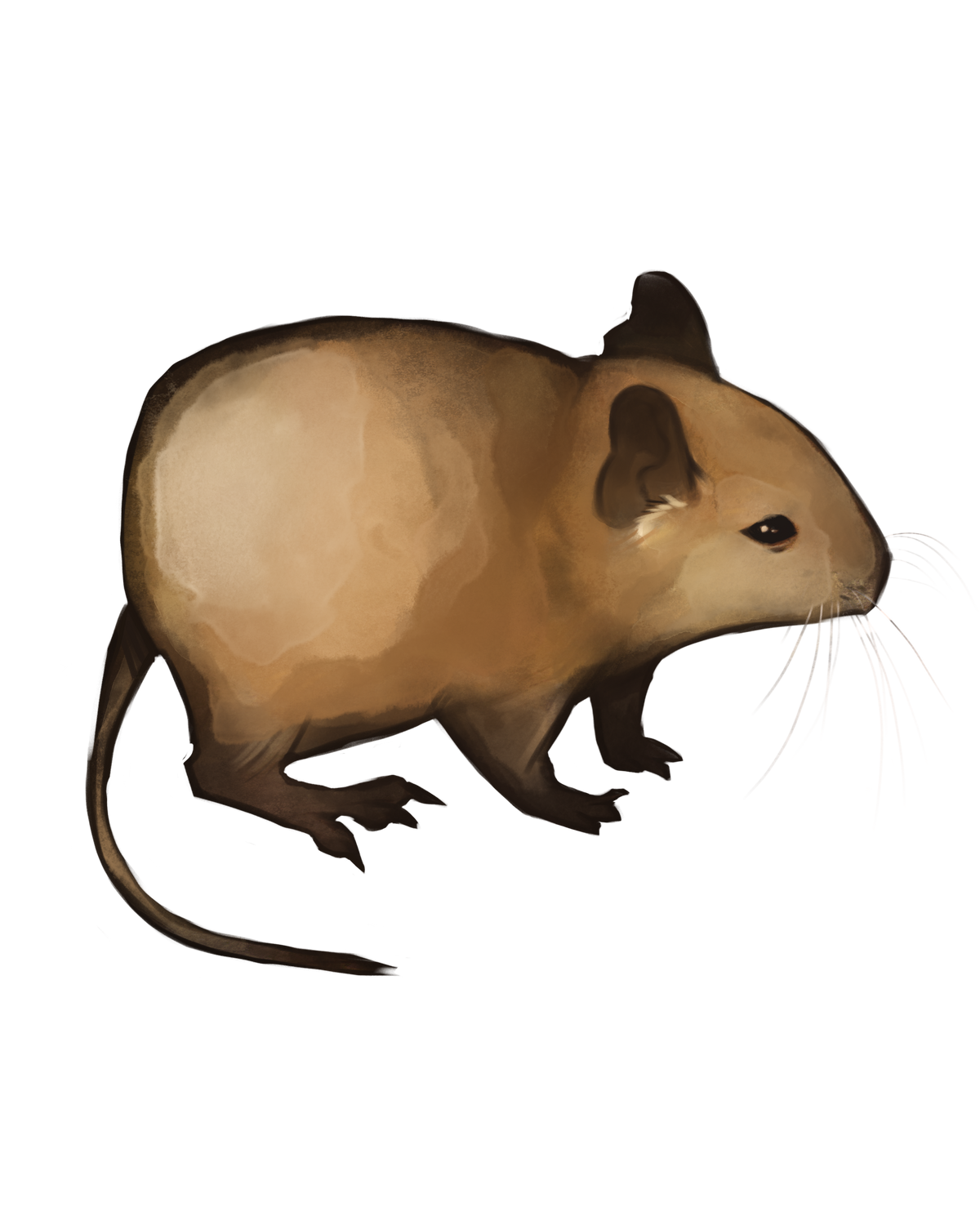 Degu