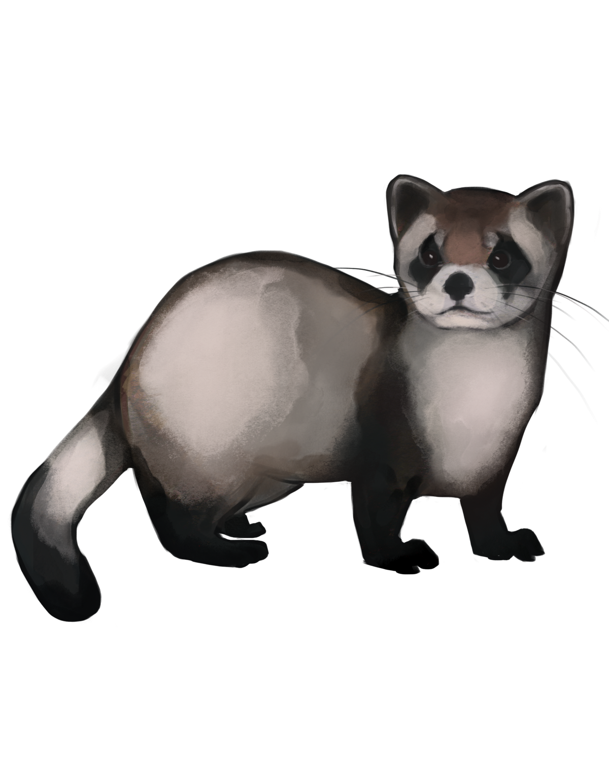 Ferret